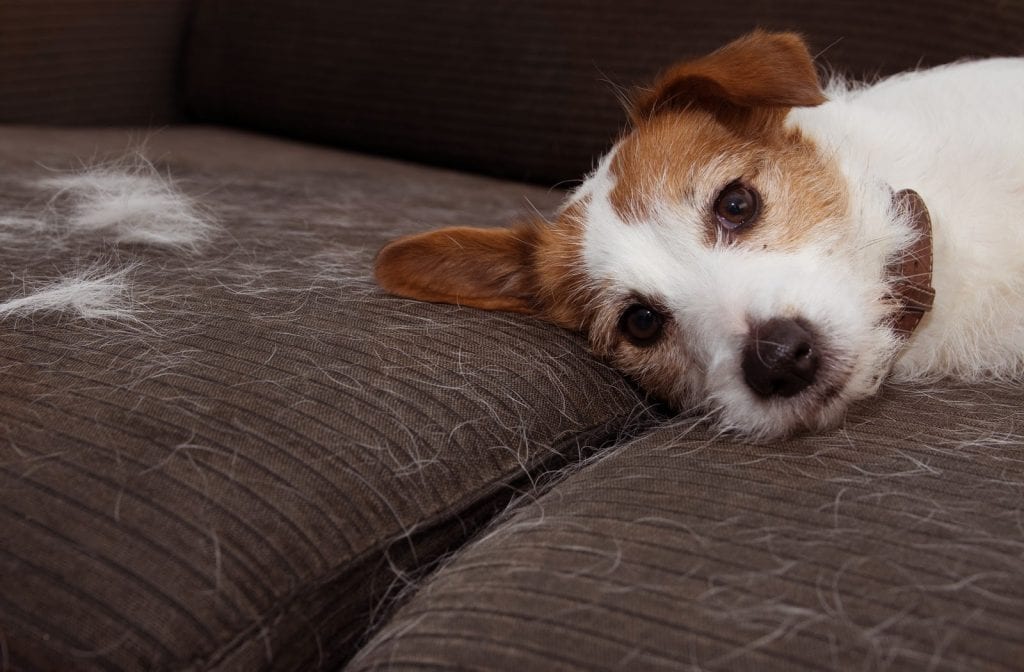 A small dog laying down on a hair-covered couch