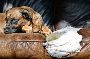 Guilty dog next to ripped of sofa that will need to be Reupholstered